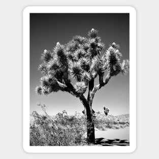 Ancient Joshua Tree Sticker